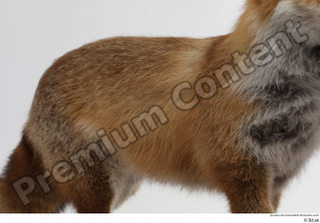 Red fox back belly body 0001.jpg